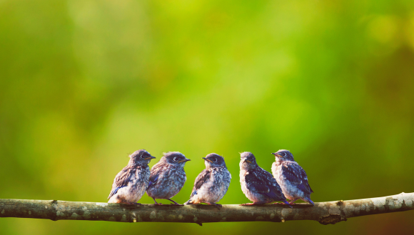 טיפול קבוצתי לסטודנטים וסטודנטיות birds